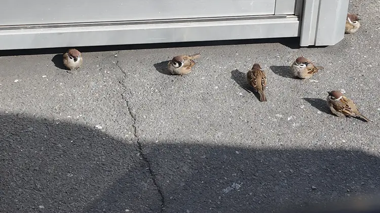 ひなたぼっこするスズメ